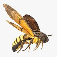 Greater Deaths Head Hawkmoth Flying Pose