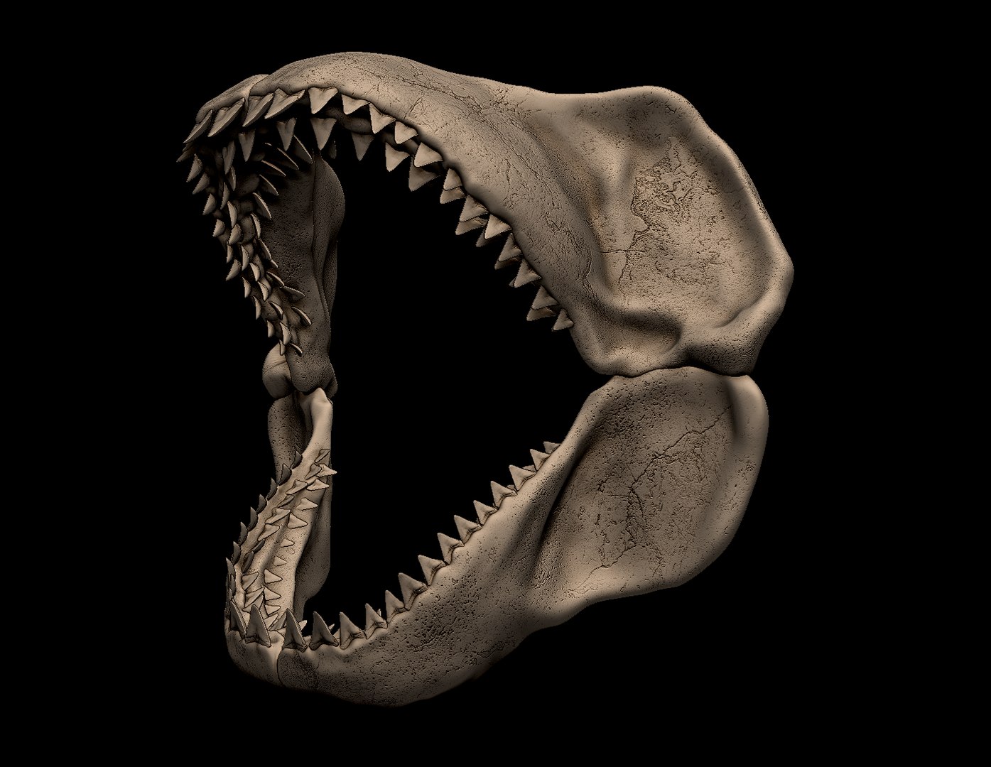 Megalodon Shark Jaw 3D https://p.turbosquid.com/ts-thumb/hn/wlGIB4/Ku/1/png/1745003063/1920x1080/fit_q87/3da925d1e1234162f4c6c40364b7ccbffc5f599e/1.jpg