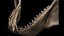 Megalodon Shark Jaw 3D