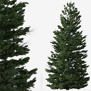 Abies cilicica or Cilician fir Tree 3D model