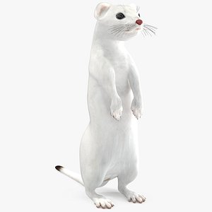 Standing White Ermine