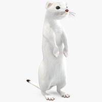 Standing White Ermine
