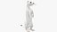 3D Standing White Ermine model