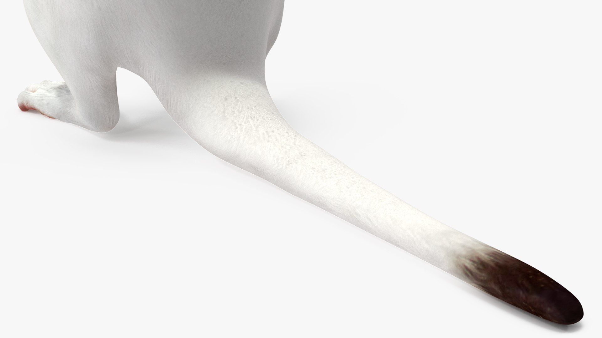 3D Standing White Ermine model https://p.turbosquid.com/ts-thumb/ho/HVjRnw/8d/standingwhiteermine3dsmodel012/jpg/1711940517/1920x1080/fit_q87/23e2fe9b5b301f6b3ea9dfa0d6b5a6380bfc124e/standingwhiteermine3dsmodel012.jpg