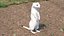 3D Standing White Ermine model