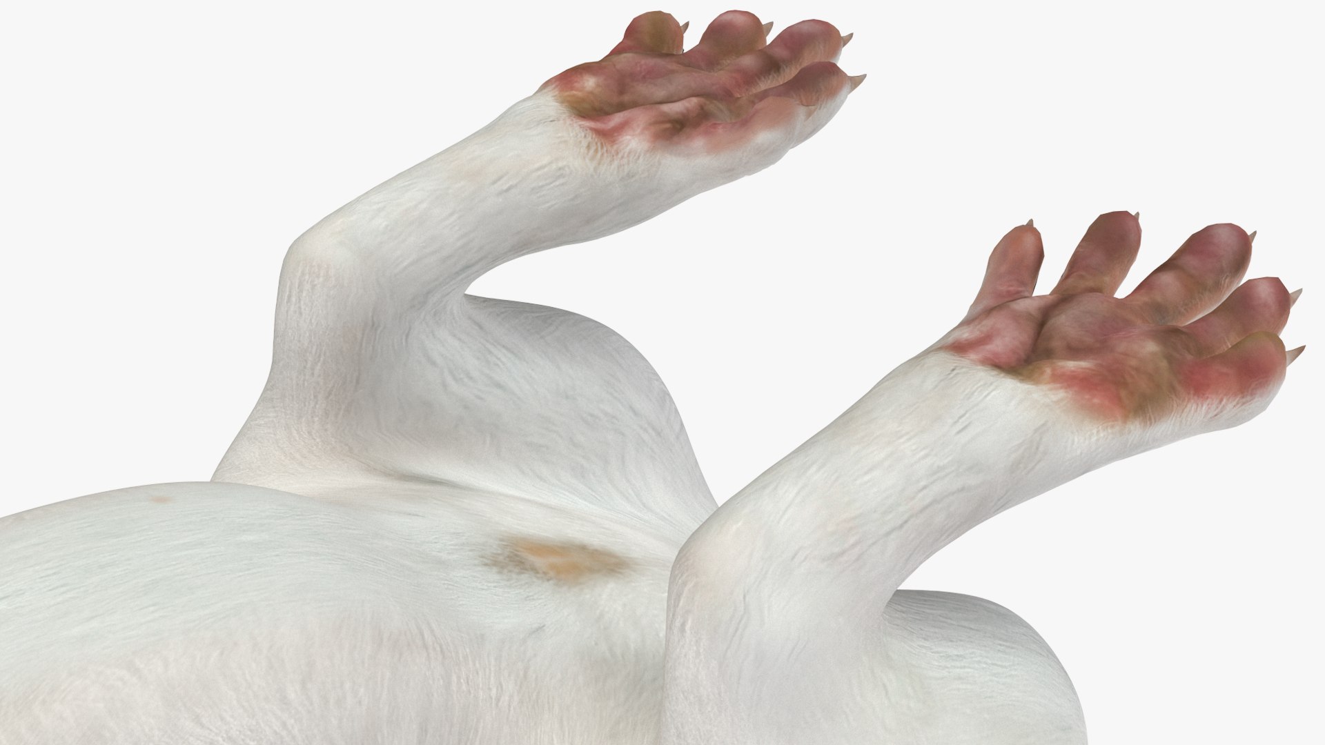 3D Standing White Ermine model https://p.turbosquid.com/ts-thumb/ho/HVjRnw/Av/standingwhiteermine3dsmodel009/jpg/1711940508/1920x1080/fit_q87/a53241ce3d0514bd77548ad63365233e3b3b822c/standingwhiteermine3dsmodel009.jpg