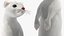 3D Standing White Ermine model