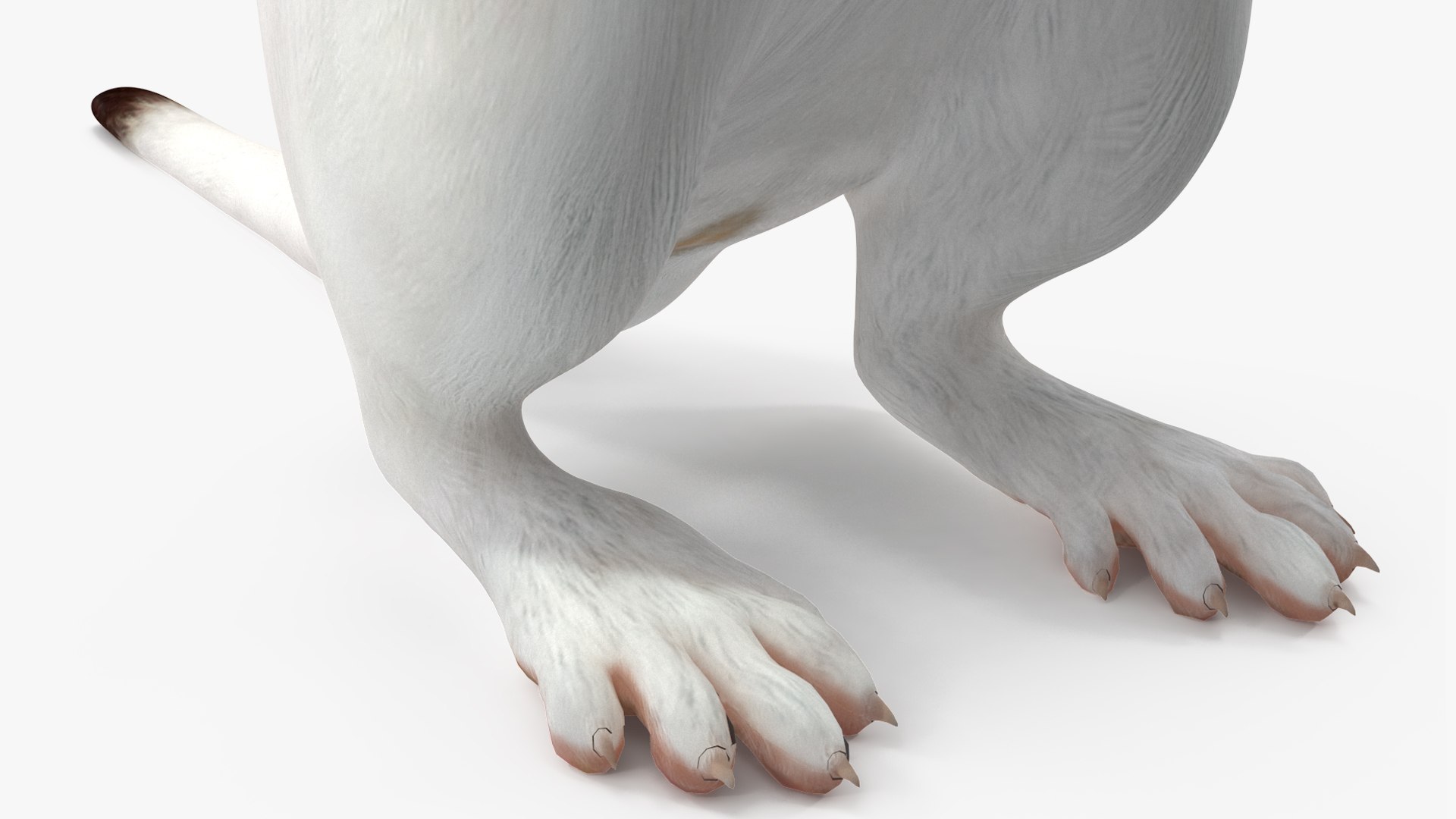 3D Standing White Ermine model https://p.turbosquid.com/ts-thumb/ho/HVjRnw/q3/standingwhiteermine3dsmodel011/jpg/1711940515/1920x1080/fit_q87/1a4291e0b31f0e9cf85f85f012bda539e6d902ba/standingwhiteermine3dsmodel011.jpg