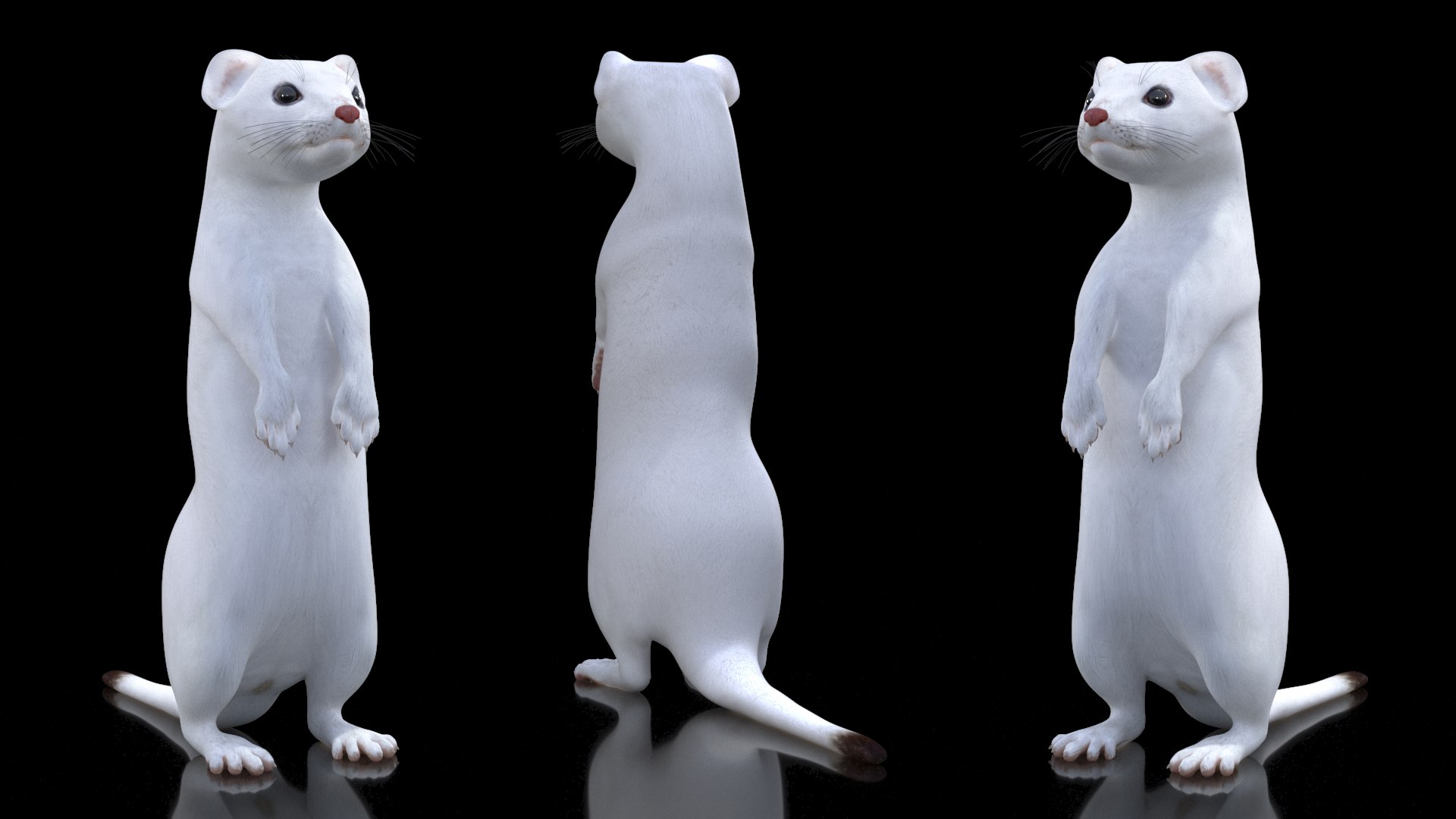 3D Standing White Ermine model https://p.turbosquid.com/ts-thumb/ho/HVjRnw/uQ/standingwhiteermine3dsmodel006/jpg/1711940497/1920x1080/fit_q87/c57d54f63bc1b8c1941b83bebe5dfe3b3ede7760/standingwhiteermine3dsmodel006.jpg