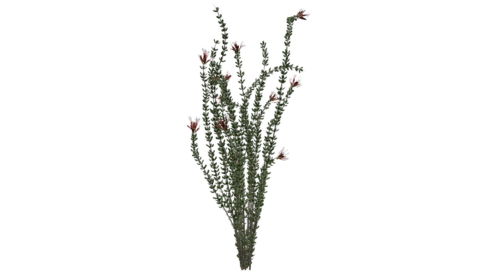 Ocotillo Plant Collection 3D model https://p.turbosquid.com/ts-thumb/ho/UsJeal/sk/ocotillo_spring_01_030/png/1786513204/1920x1080/fit_q87/f2be8666b70b06925c7a74e4ab6205e9d3793b85/ocotillo_spring_01_030.jpg