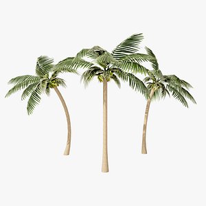 coconut palms 3d model