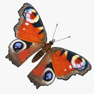 Aglais io or European Peacock Butterfly