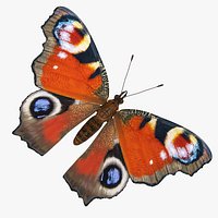 Aglais io or European Peacock Butterfly