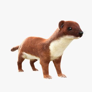3D model Weasel