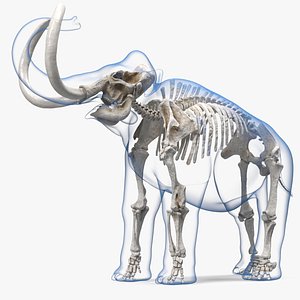 Adult Mammoth Clean Skeleton Shell Rigged for Modo model