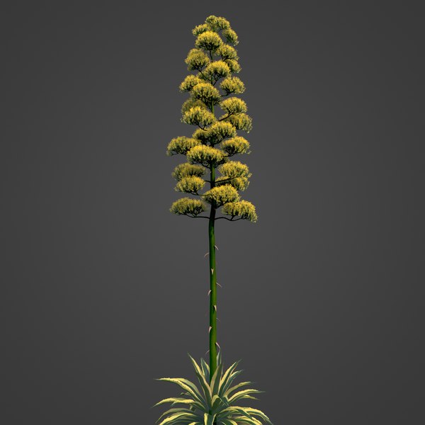 2021 pbr century agave - agave americana 3d model