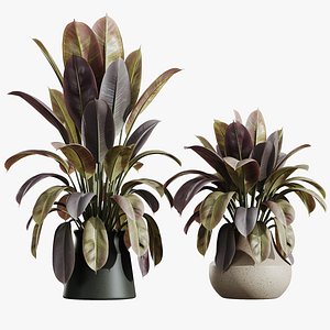 AV HousePlants Ficus Elastica Robusta Abidjan Set02 model