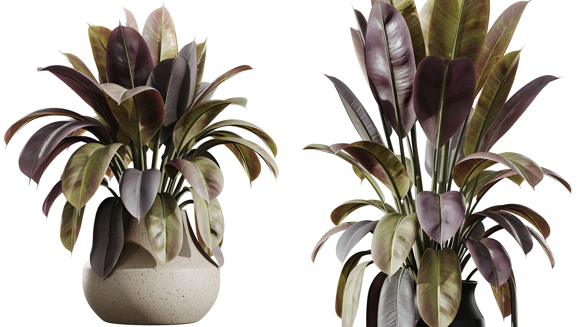 AV HousePlants Ficus Elastica Robusta Abidjan Set02 model https://p.turbosquid.com/ts-thumb/hp/fTRwWJ/4Z/04/png/1736316051/1920x1080/fit_q87/1420ff6261138455d9d5dcabbfab179b8c51bbe5/04.jpg