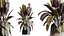 AV Rośliny domowe Ficus Elastica Robusta Abidjan Set02