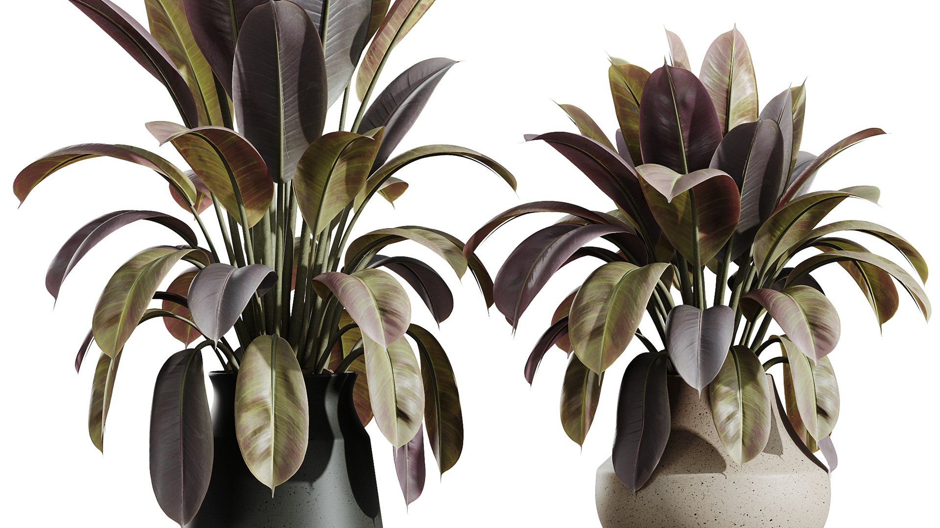 AV HousePlants Ficus Elastica Robusta Abidjan Set02 model https://p.turbosquid.com/ts-thumb/hp/fTRwWJ/Gt/06/png/1736316056/1920x1080/fit_q87/236c8c908ebd2a85d84b2ccc8662c1477c0bfa1f/06.jpg