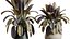 AV Rośliny domowe Ficus Elastica Robusta Abidjan Set02