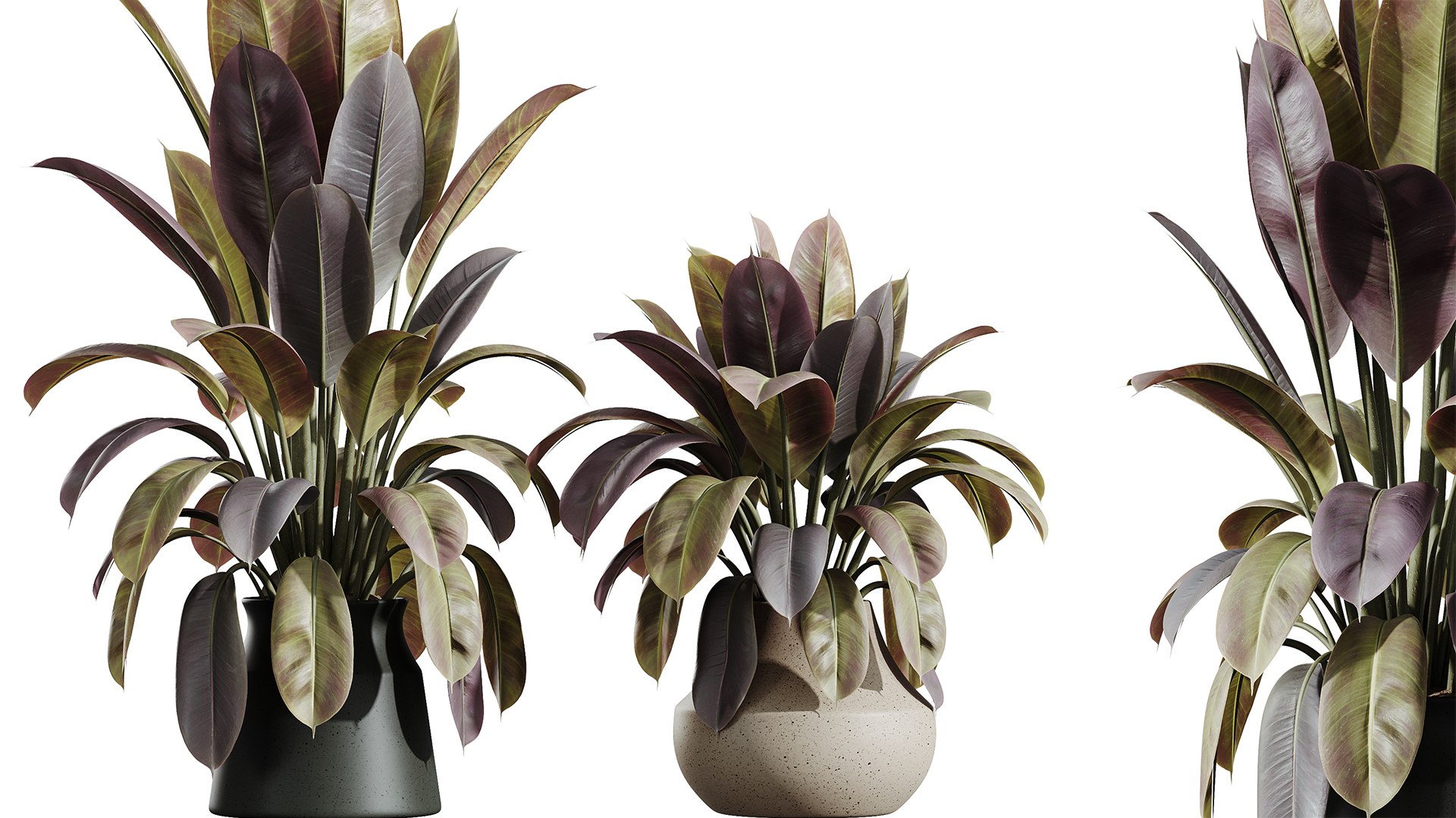 AV HousePlants Ficus Elastica Robusta Abidjan Set02 model https://p.turbosquid.com/ts-thumb/hp/fTRwWJ/Nh/02/png/1736316051/1920x1080/fit_q87/563e11092818431a75bd4aae9e5a93b6ddd7271f/02.jpg