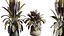 AV Rośliny domowe Ficus Elastica Robusta Abidjan Set02