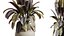 AV Rośliny domowe Ficus Elastica Robusta Abidjan Set02