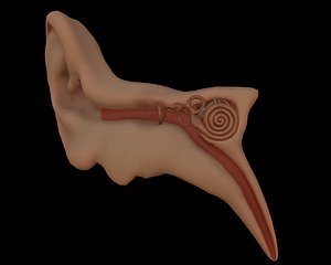 3D ear anatomy model