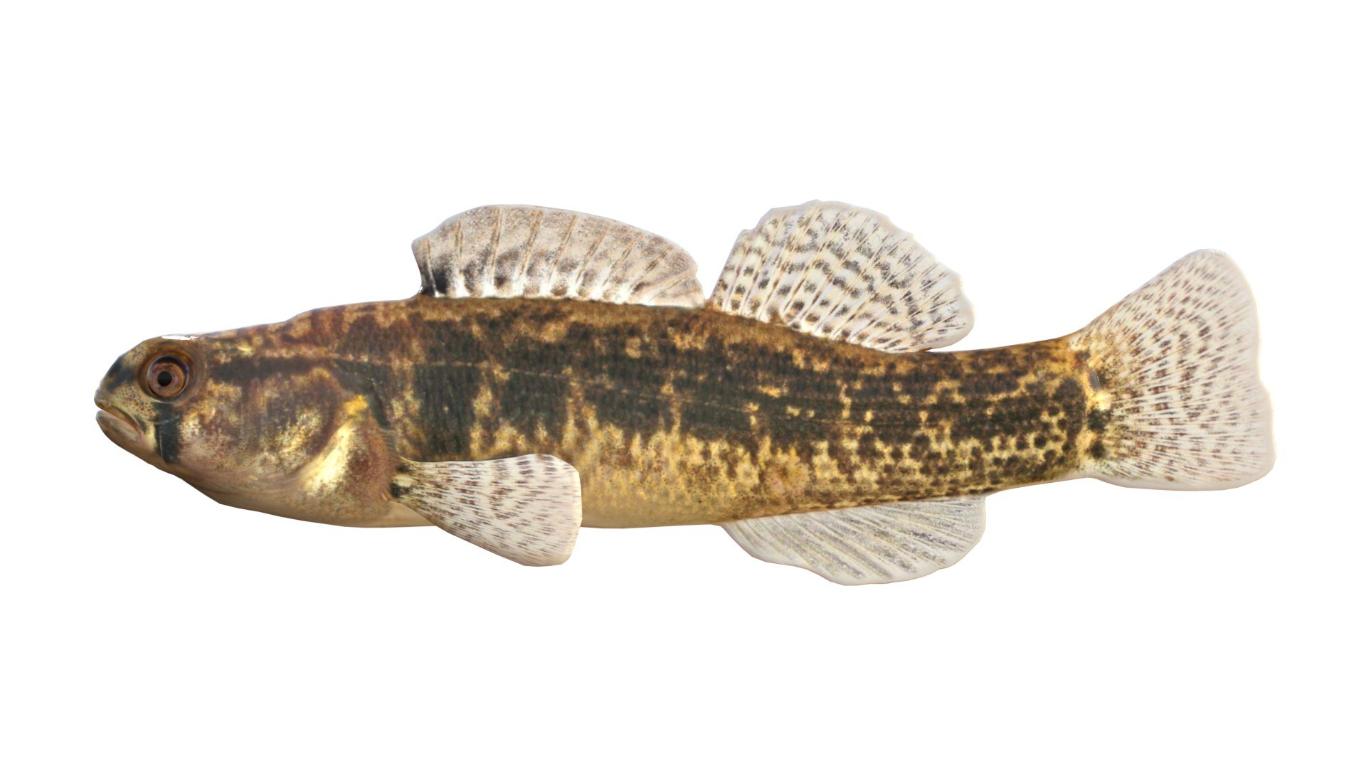 Goldstripe Darter fish 3D model https://p.turbosquid.com/ts-thumb/hq/6axIEe/jL/3/jpg/1767786459/1920x1080/fit_q87/bf4b2ab17231a0270fb27f1e67e58276726adec8/3.jpg