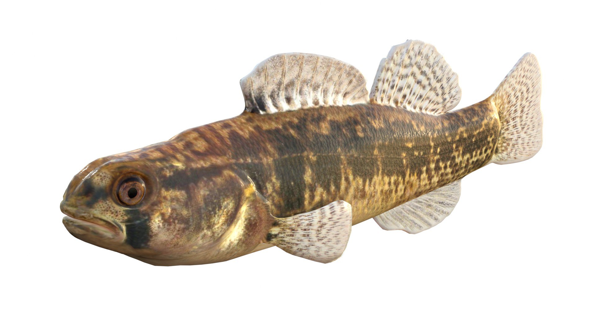 Goldstripe Darter fish 3D model https://p.turbosquid.com/ts-thumb/hq/6axIEe/sl/1/jpg/1767786458/1920x1080/fit_q87/22de60c312327f41faa91094233f03bc02ea57bf/1.jpg