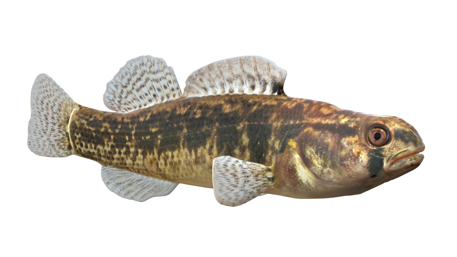 Goldstripe Darter fish 3D model https://p.turbosquid.com/ts-thumb/hq/6axIEe/zw/4/jpg/1767786460/1920x1080/fit_q87/1b71aba6be6a5a672cb53504a1464f0153960f2d/4.jpg