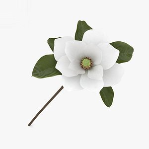 3D magnolia flowers plant