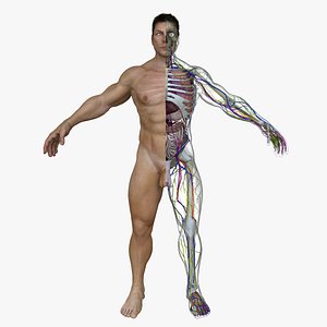 Male Full Body Anatomy
