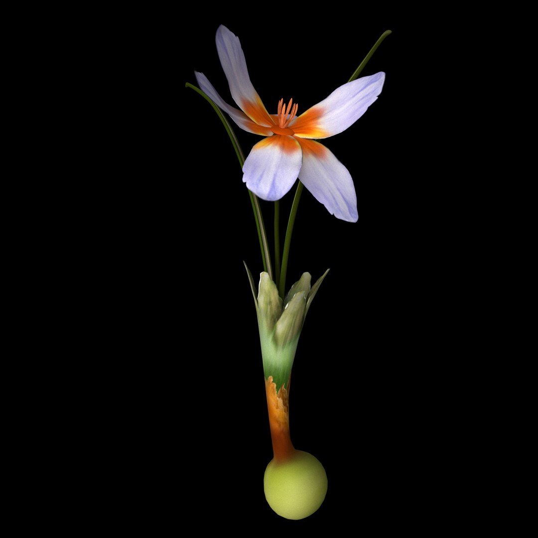 flowers open animation 3D model https://p.turbosquid.com/ts-thumb/hq/cU635G/BHiDUkNp/011/jpg/1593951822/1920x1080/fit_q87/5862e5a13f2efe53a0a987ee1d0cde4eaa8cb5ab/011.jpg