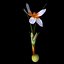 Crocus Abantensis