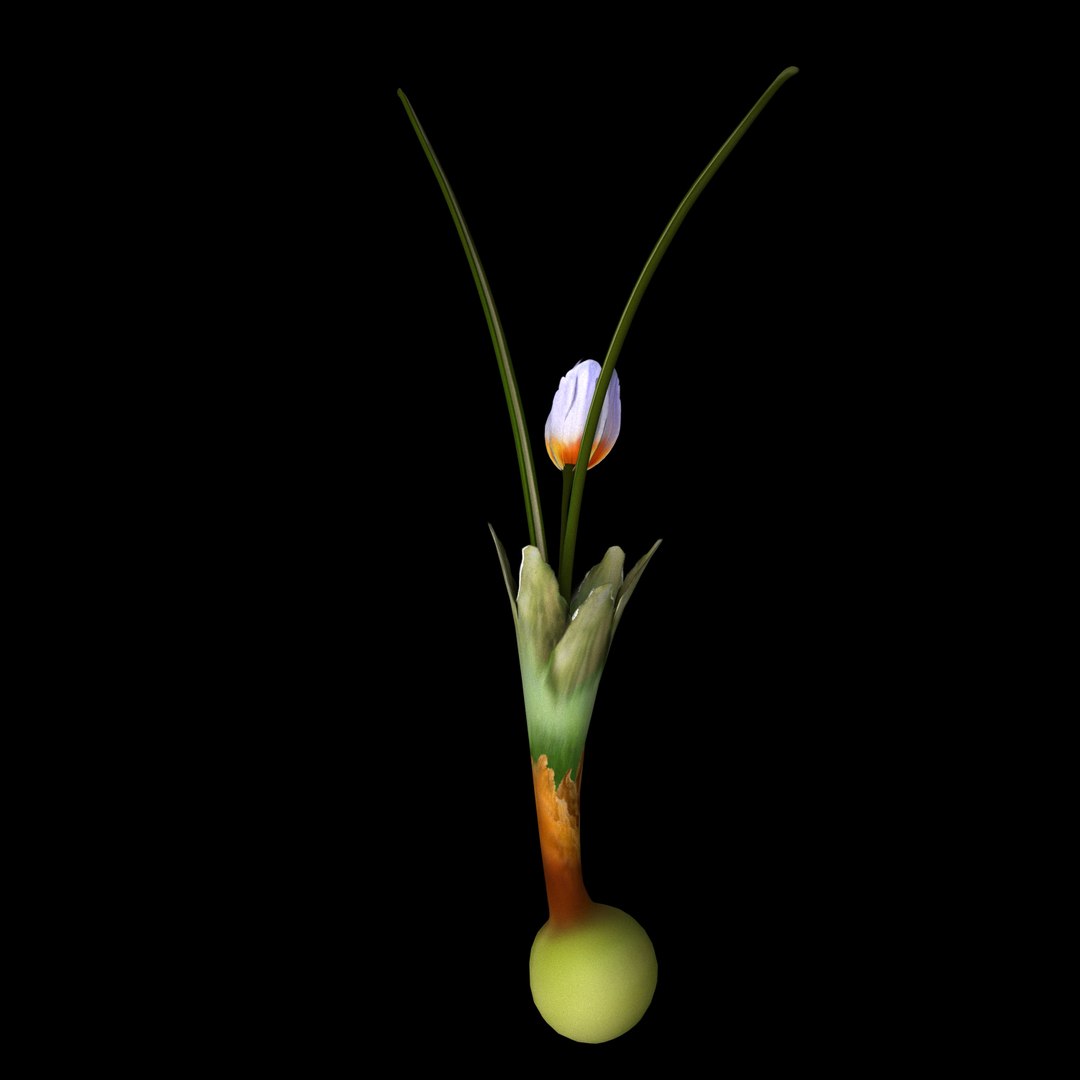 flowers open animation 3D model https://p.turbosquid.com/ts-thumb/hq/cU635G/EBmXhPw8/08/jpg/1593951771/1920x1080/fit_q87/c051d73fa6c3223899e06506a9e74d4784be71d1/08.jpg