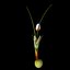 Crocus Abantensis