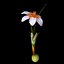 Crocus Abantensis