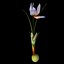 Crocus Abantensis