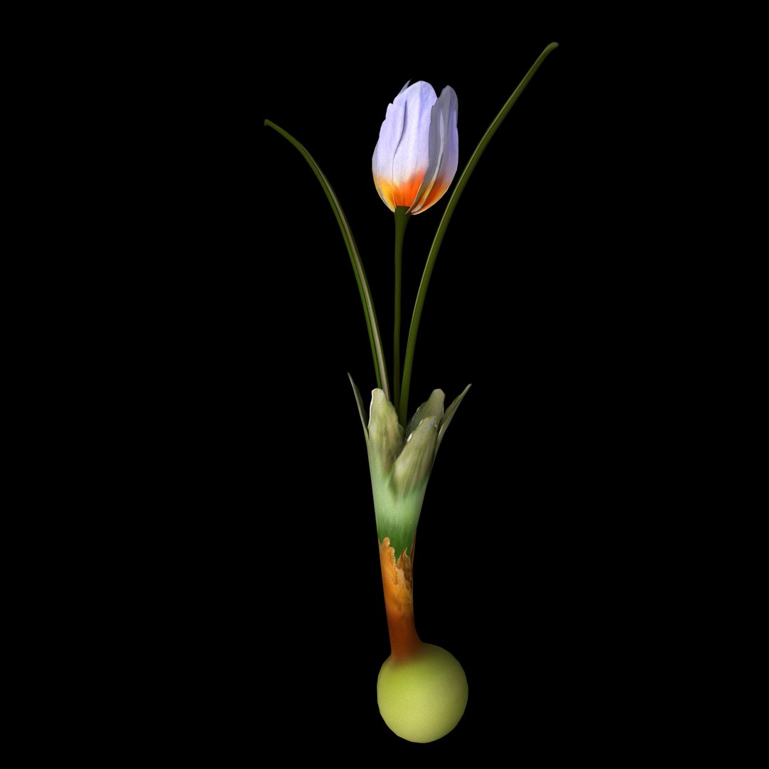 flowers open animation 3D model https://p.turbosquid.com/ts-thumb/hq/cU635G/IkGlg3M4/09/jpg/1593951795/1920x1080/fit_q87/390a9520420a4f1492af28fd404a4b141db7325c/09.jpg