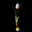 Crocus Abantensis