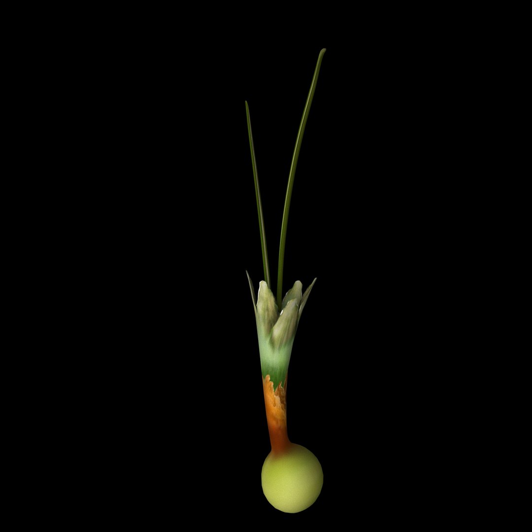 flowers open animation 3D model https://p.turbosquid.com/ts-thumb/hq/cU635G/RP8QTTDk/07/jpg/1593951757/1920x1080/fit_q87/3ebc5d32f5758278b3952bacfa5978fc6431a6f8/07.jpg
