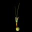Crocus Abantensis