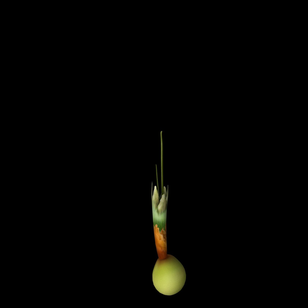 flowers open animation 3D model https://p.turbosquid.com/ts-thumb/hq/cU635G/RpTnImU6/06/jpg/1593951741/1920x1080/fit_q87/7b60785f9e0827bad2fc20317aff5bc520130b7b/06.jpg
