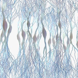 Pyramidal Neurons