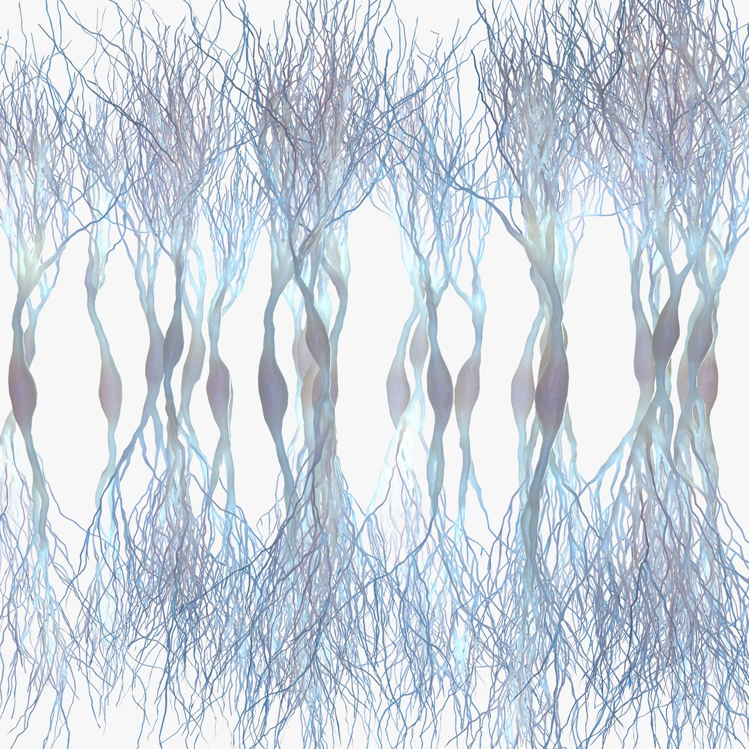 Pyramidal Neurons 3D model https://p.turbosquid.com/ts-thumb/hq/dXzLRw/cQ/4/png/1645184034/1920x1080/fit_q87/1989cc870563c406f06b03435152bf47a14fc0dd/4.jpg