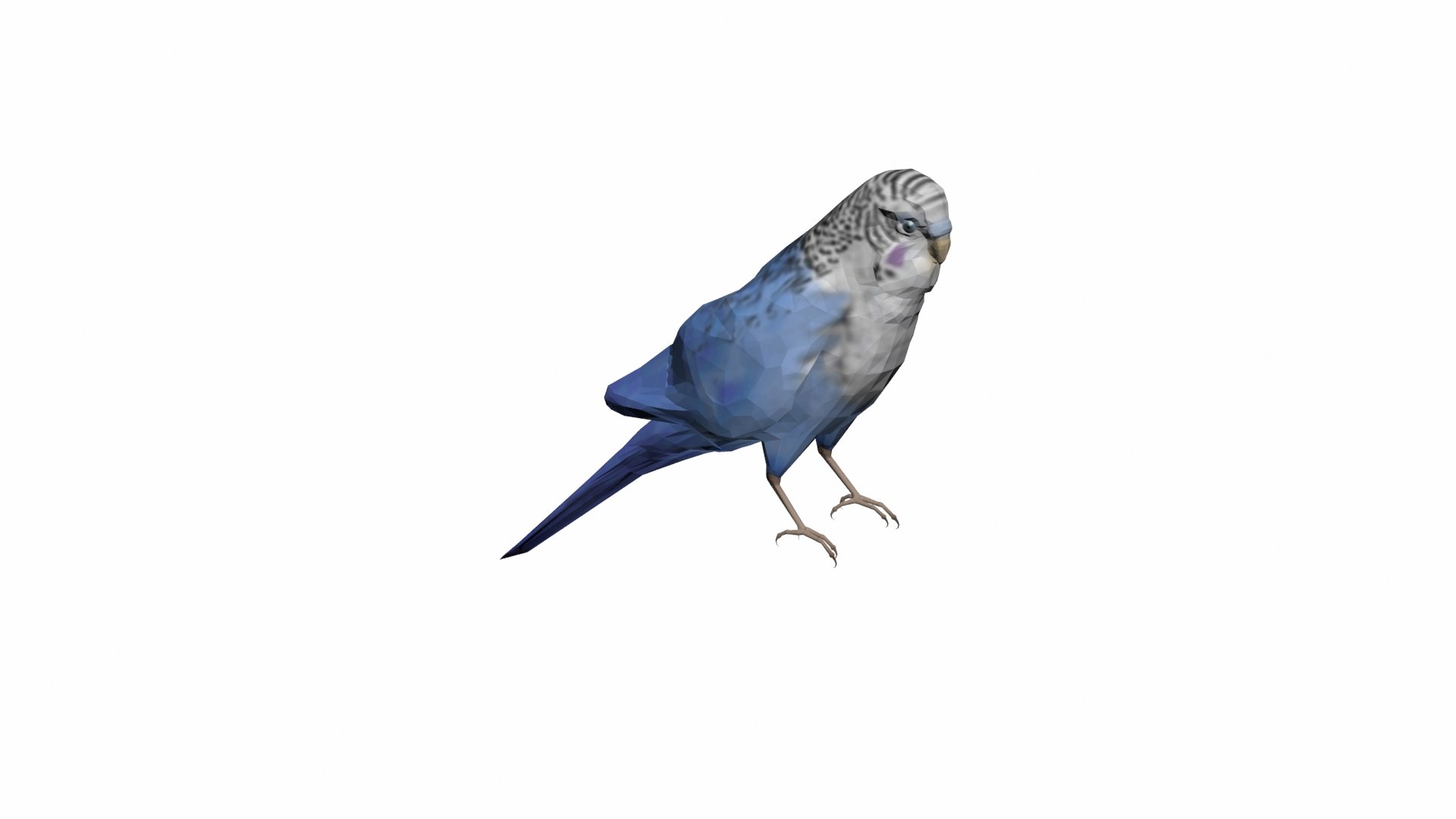 parakeet bird 3D https://p.turbosquid.com/ts-thumb/hq/gm2BsT/CI/p3/jpg/1609592089/1920x1080/fit_q87/b2c76e7ed955d17d60ea2cc1eb4c72c6183cd8a0/p3.jpg