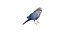 PARAKEET