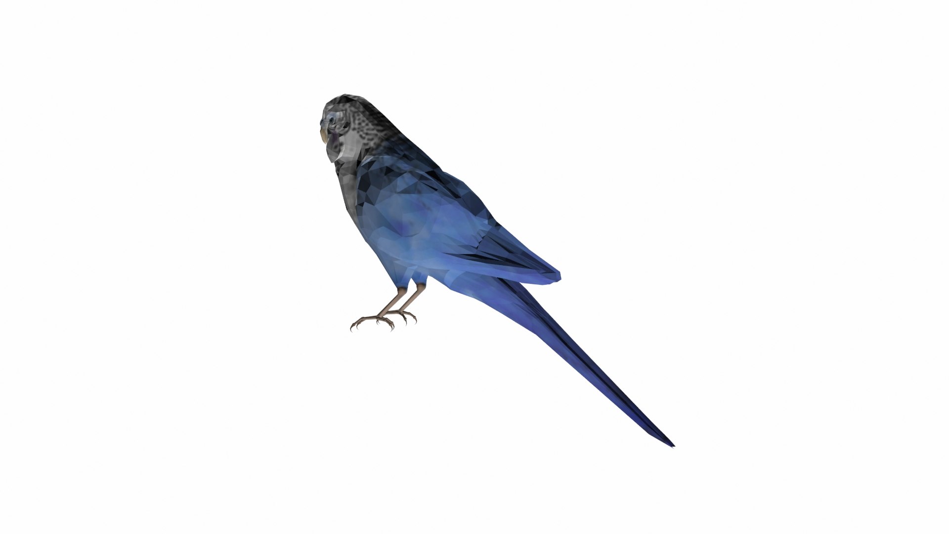 parakeet bird 3D https://p.turbosquid.com/ts-thumb/hq/gm2BsT/Ts/p6/jpg/1609592091/1920x1080/fit_q87/89ca9ed97feee4132368c73d5db504f1b7c243ca/p6.jpg